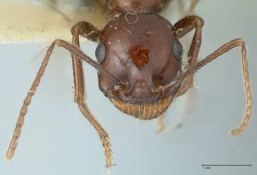 Messor tropicorum specimen FOCOL1280 image focol1280_2