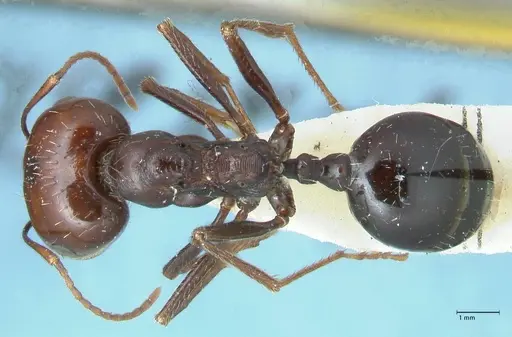 Messor tropicorum specimen FOCOL1281 image focol1281_1