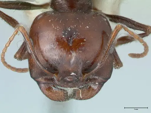 Messor tropicorum specimen FOCOL1281 image focol1281_2