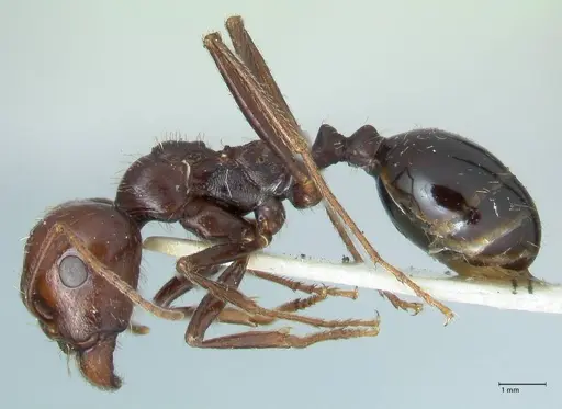 Messor tropicorum specimen FOCOL1281 image focol1281_3