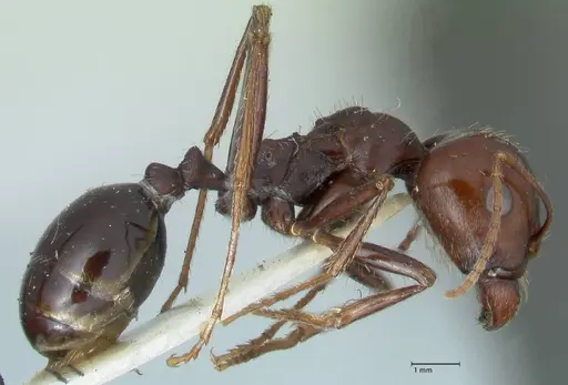 Messor tropicorum specimen FOCOL1281 image focol1281_4