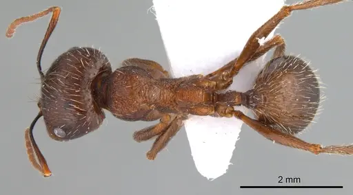 Messor turcmenochorassanicus specimen ANTWEB1008076 image antweb1008076_1