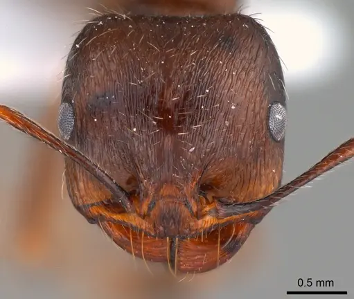 Messor turcmenochorassanicus specimen ANTWEB1008076 image antweb1008076_2
