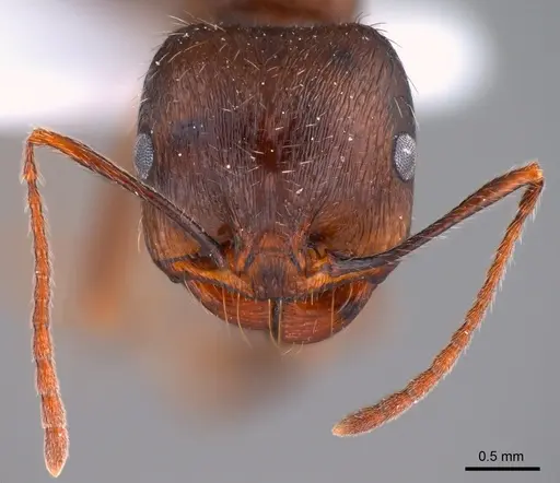 Messor turcmenochorassanicus specimen ANTWEB1008076 image antweb1008076_3