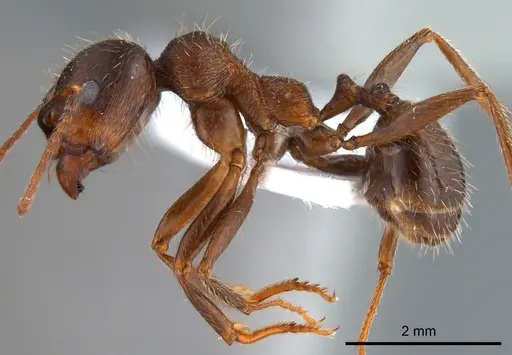 Messor turcmenochorassanicus specimen ANTWEB1008076 image antweb1008076_4