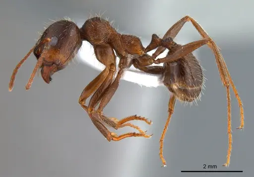 Messor turcmenochorassanicus specimen ANTWEB1008076 image antweb1008076_5