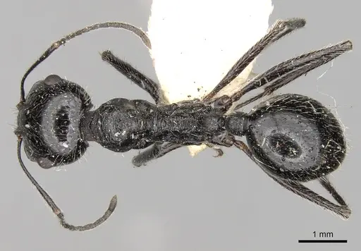 Messor variabilis specimen CASENT0281593 image casent0281593_1