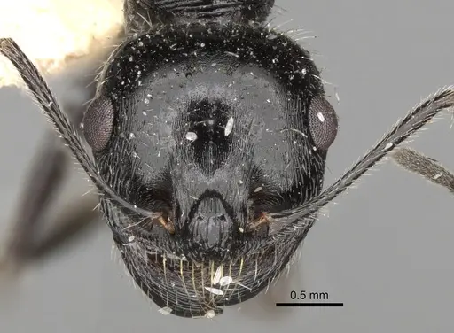 Messor variabilis specimen CASENT0281593 image casent0281593_2