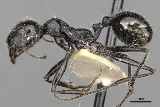 Messor variabilis specimen CASENT0281593 image casent0281593_3