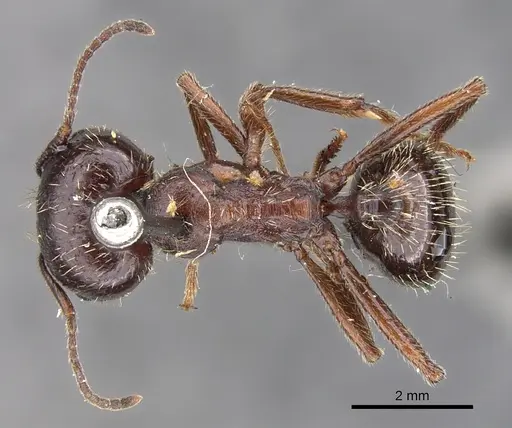 Messor variabilis specimen CASENT0901474 image casent0901474_1