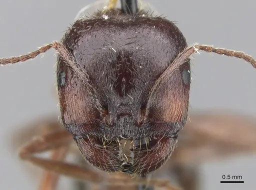 Messor variabilis specimen CASENT0901474 image casent0901474_2