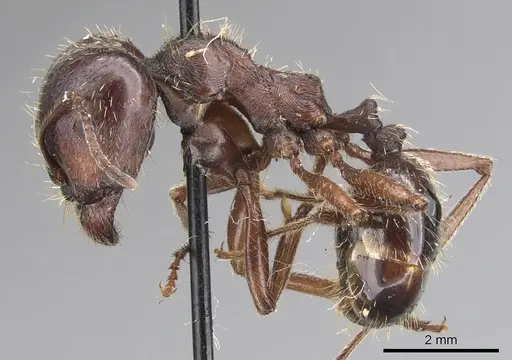 Messor variabilis specimen CASENT0901474 image casent0901474_3