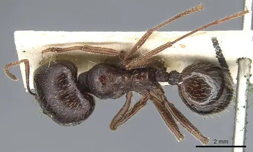 Messor variabilis specimen CASENT0904130 image casent0904130_1