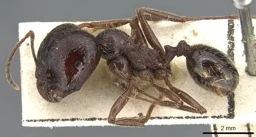 Messor variabilis specimen CASENT0904130 image casent0904130_3