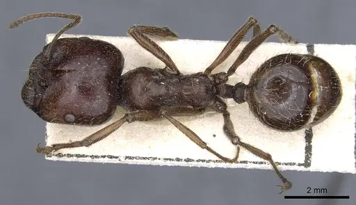 Messor variabilis specimen CASENT0905855 image casent0905855_1
