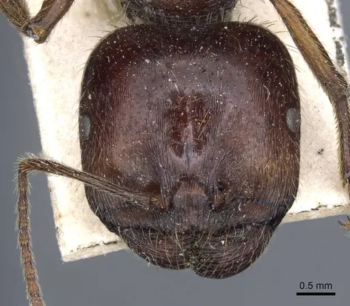 Messor variabilis specimen CASENT0905855 image casent0905855_2