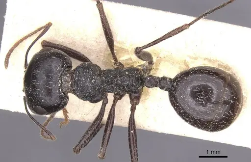 Messor variabilis specimen CASENT0913231 image casent0913231_1