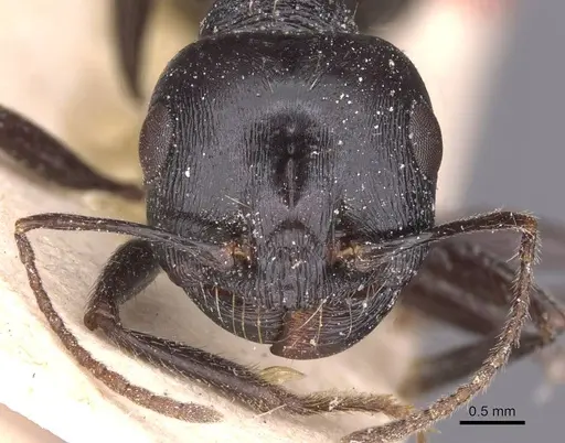 Messor variabilis specimen CASENT0913231 image casent0913231_2