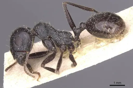 Messor variabilis specimen CASENT0913231 image casent0913231_3
