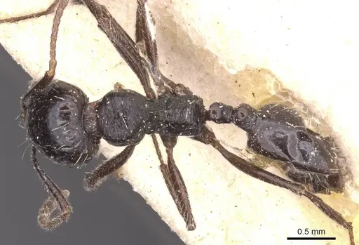 Messor variabilis specimen CASENT0913232 image casent0913232_1
