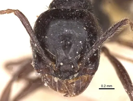 Messor variabilis specimen CASENT0913232 image casent0913232_2