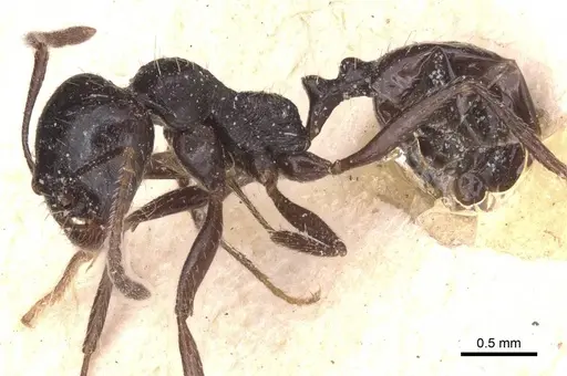 Messor variabilis specimen CASENT0913232 image casent0913232_3