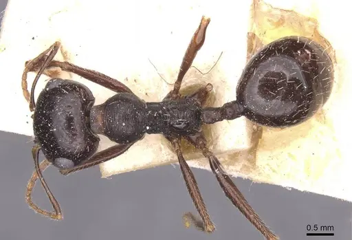 Messor variabilis specimen CASENT0913233 image casent0913233_1