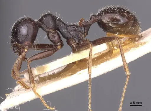 Messor variabilis specimen CASENT0913233 image casent0913233_3