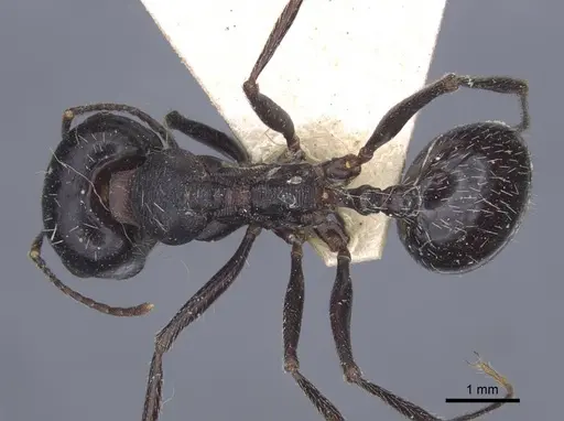 Messor variabilis specimen CASENT0916945 image casent0916945_1