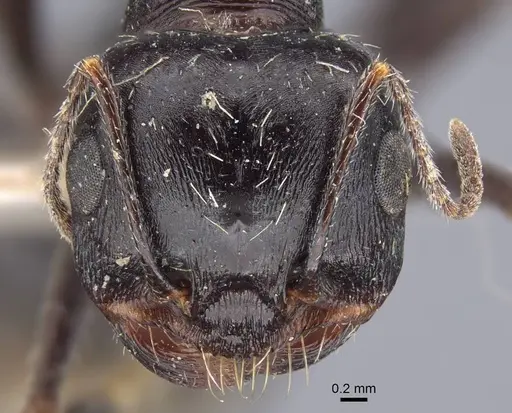 Messor variabilis specimen CASENT0916945 image casent0916945_2
