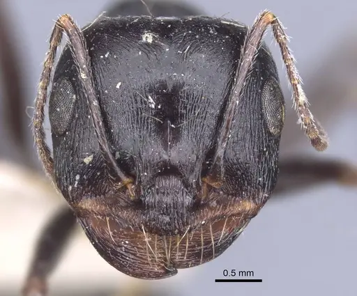 Messor variabilis specimen CASENT0916945 image casent0916945_3