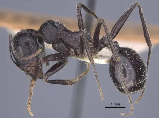 Messor variabilis specimen CASENT0916945 image casent0916945_4