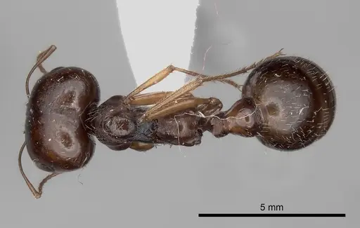 Messor vaucheri specimen CASENT0217882 image casent0217882_1
