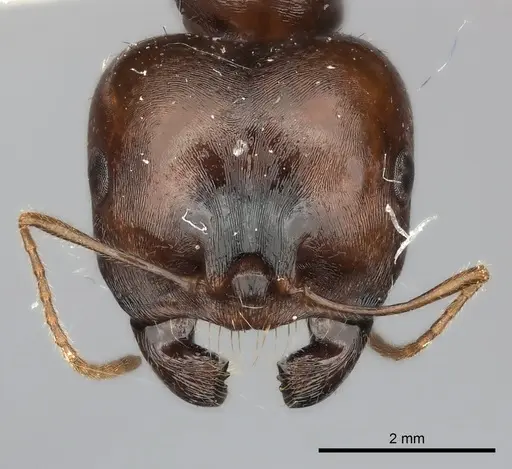 Messor vaucheri specimen CASENT0217882 image casent0217882_2