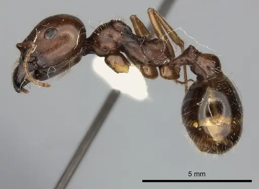 Messor vaucheri specimen CASENT0217882 image casent0217882_3