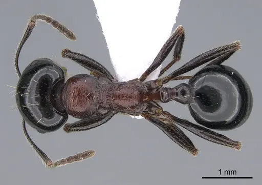 Messor veneris specimen CASENT0923721 image casent0923721_1
