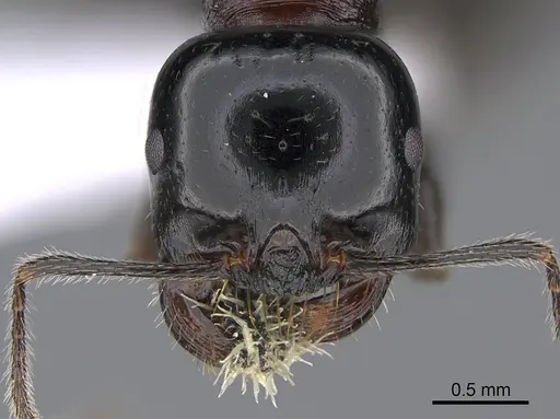 Messor veneris specimen CASENT0923721 image casent0923721_2