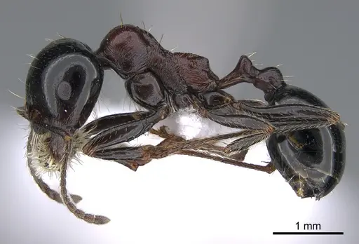 Messor veneris specimen CASENT0923721 image casent0923721_3