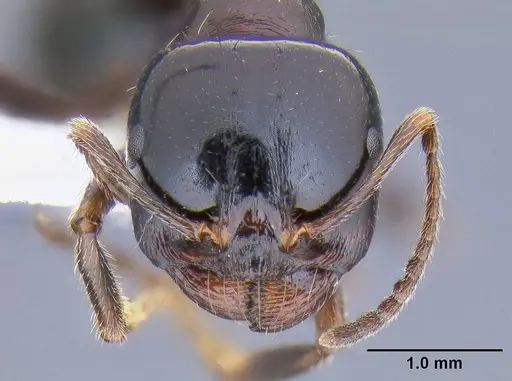 Messor wasmanni specimen CASENT0106293 image casent0106293_2