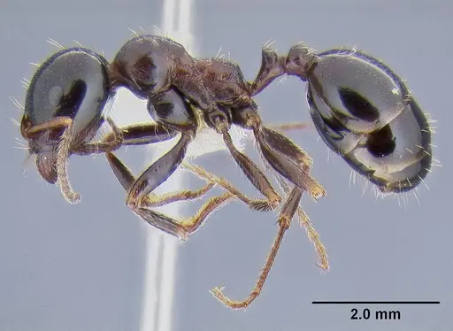 Messor wasmanni specimen CASENT0106293 image casent0106293_3