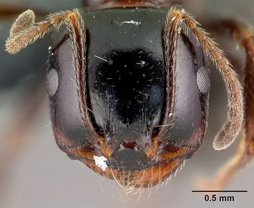 Messor wasmanni specimen CASENT0179604 image casent0179604_2