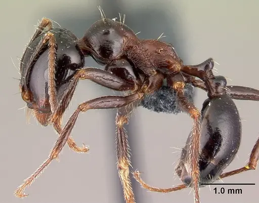Messor wasmanni specimen CASENT0179604 image casent0179604_3