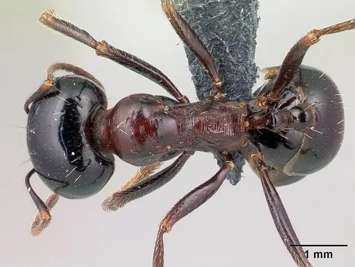 Messor wasmanni specimen CASENT0179605 image casent0179605_1