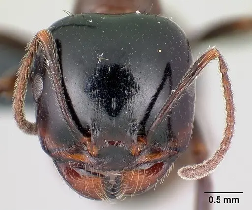 Messor wasmanni specimen CASENT0179605 image casent0179605_2