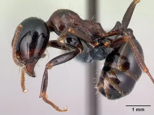Messor wasmanni specimen CASENT0179605 image casent0179605_3