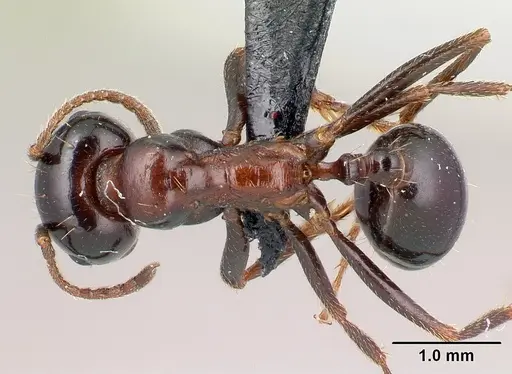 Messor wasmanni specimen CASENT0179892 image casent0179892_1
