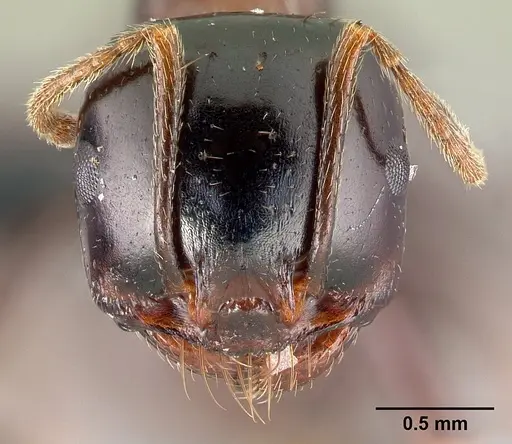 Messor wasmanni specimen CASENT0179892 image casent0179892_2