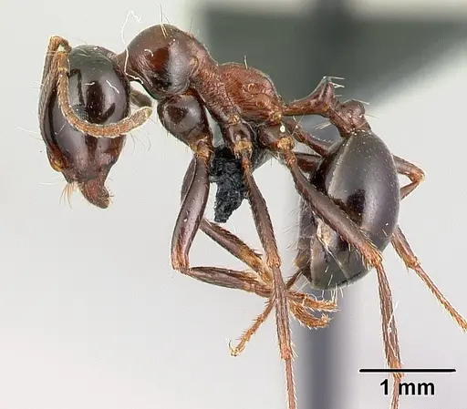 Messor wasmanni specimen CASENT0179892 image casent0179892_3