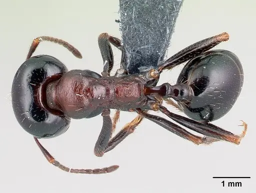 Messor wasmanni specimen CASENT0179893 image casent0179893_1