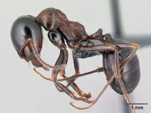 Messor wasmanni specimen CASENT0179893 image casent0179893_3